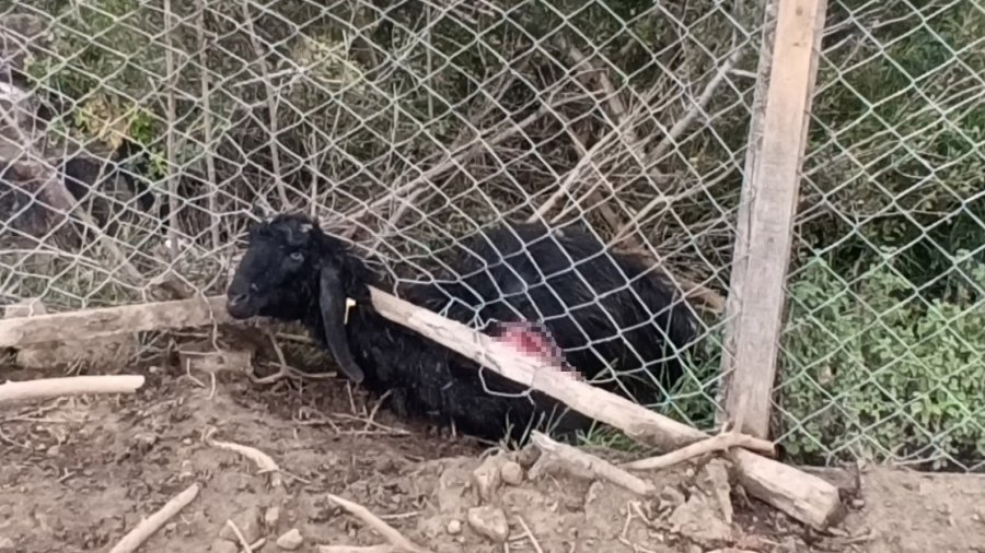 Antalya’da Sokak Köpekleri 25 Keçiyi Telef Etti