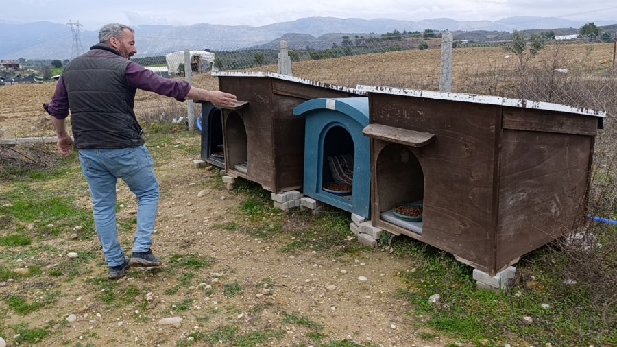 Antalya’da Sokak Köpekleri 25 Keçiyi Telef Etti