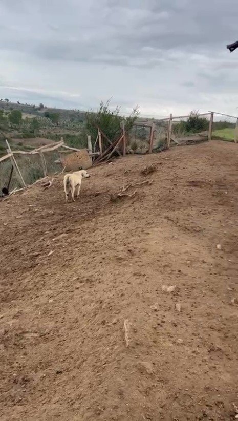 Antalya’da Sokak Köpekleri 25 Keçiyi Telef Etti