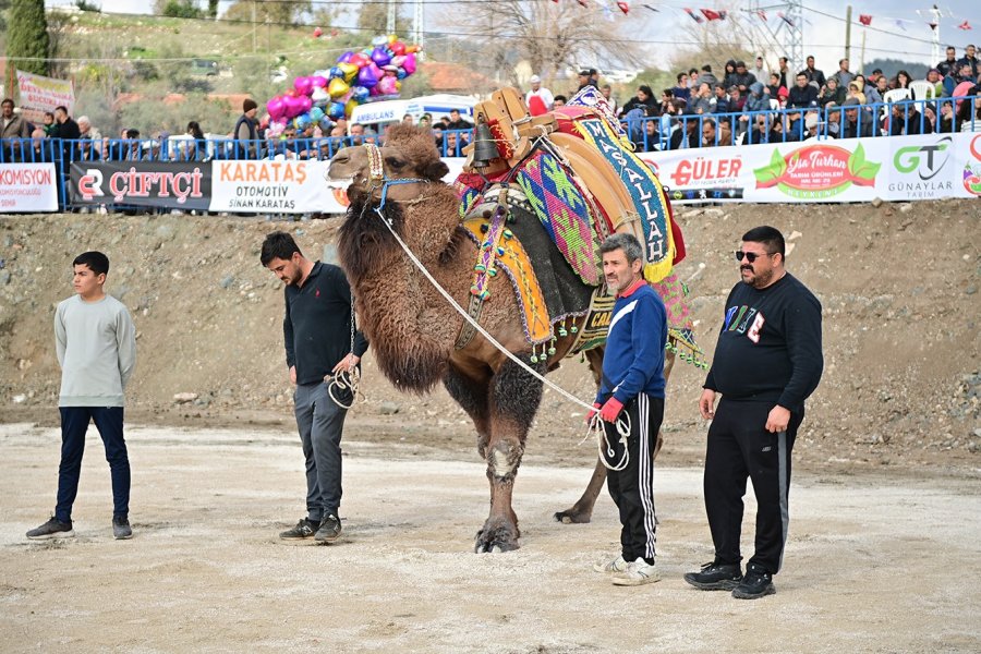 Kumluca’da Geleneksel Deve Gösterisi Nefes Kesti