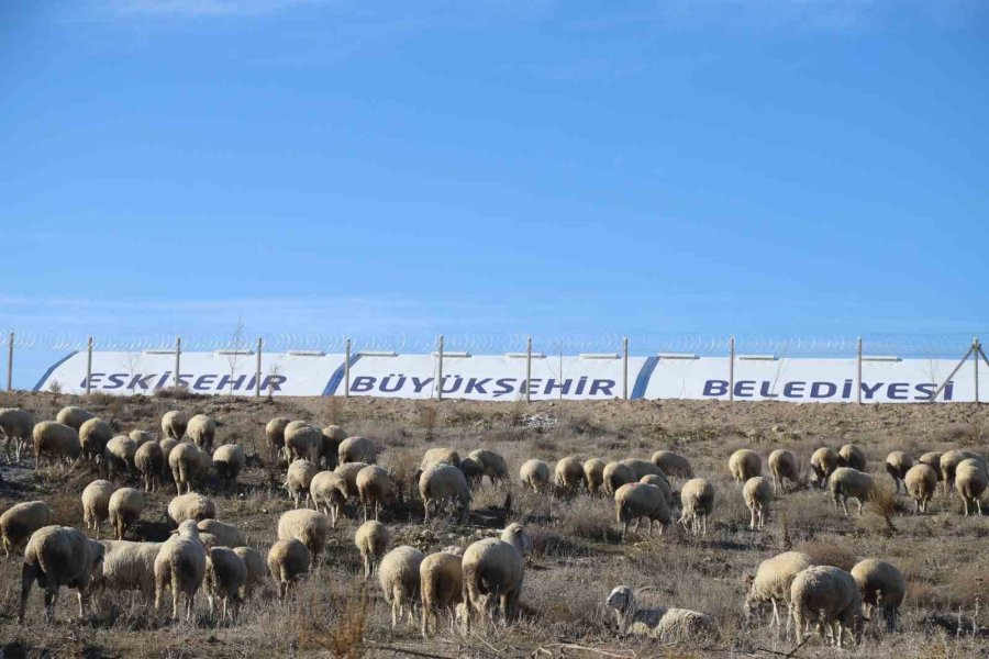 Büyükşehir Üreticilere Küçükbaş Hayvan Desteği Sağlıyor