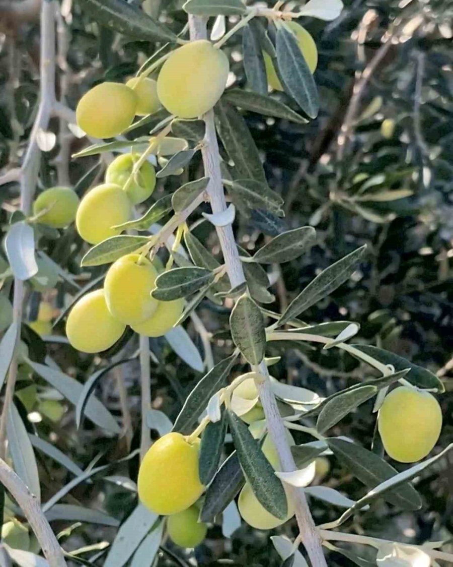 Mersin’de 150 Bin Ton Zeytin Rekoltesi Elde Edildi