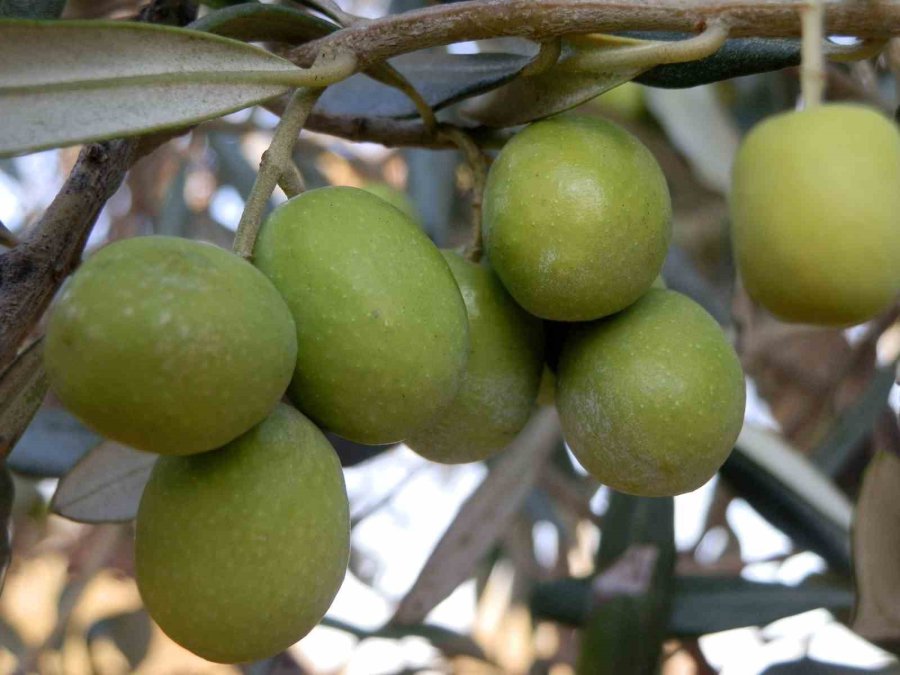 Mersin’de 150 Bin Ton Zeytin Rekoltesi Elde Edildi