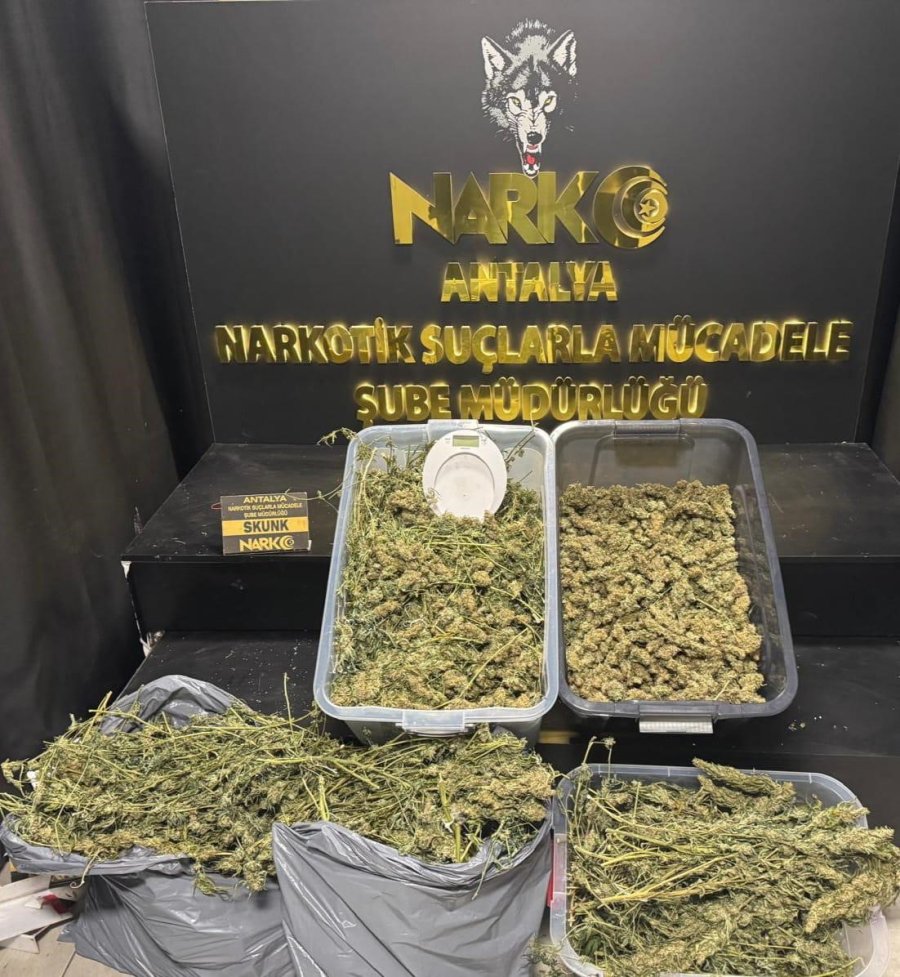 Antalya’da 13 Kilogram Skunk Ele Geçirildi