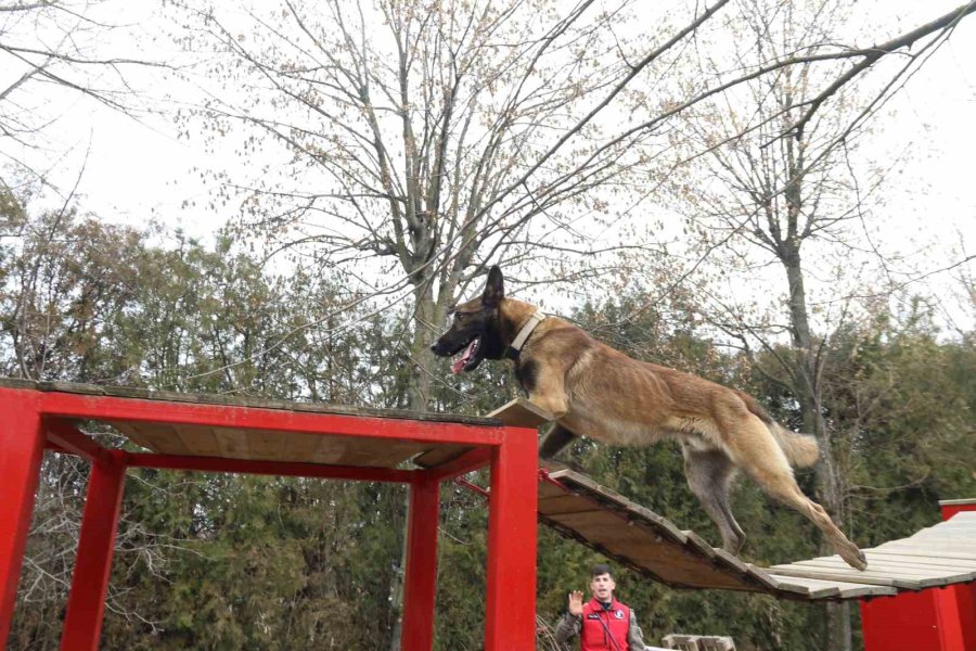 K-9 Arama Kurtarma Köpeği ’adam’, Türkiye’nin En Genç Eğitmeni İle Afetlere Hazırlanıyor