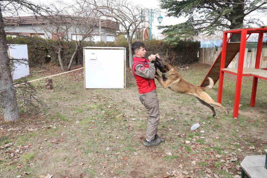 K-9 Arama Kurtarma Köpeği ’adam’, Türkiye’nin En Genç Eğitmeni İle Afetlere Hazırlanıyor