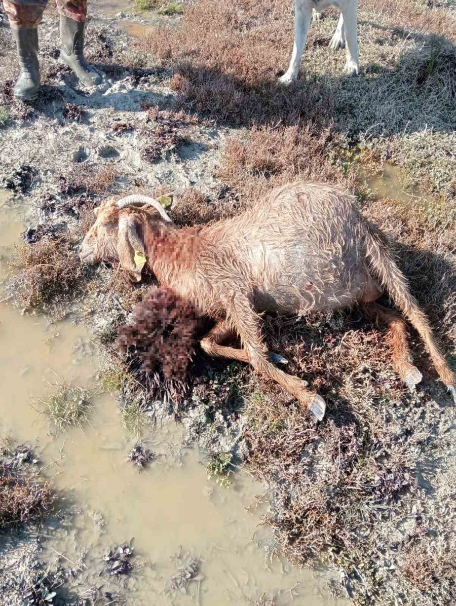 Köpekler Dehşet Saçtı: Gebe 26 Hayvan Telef Oldu