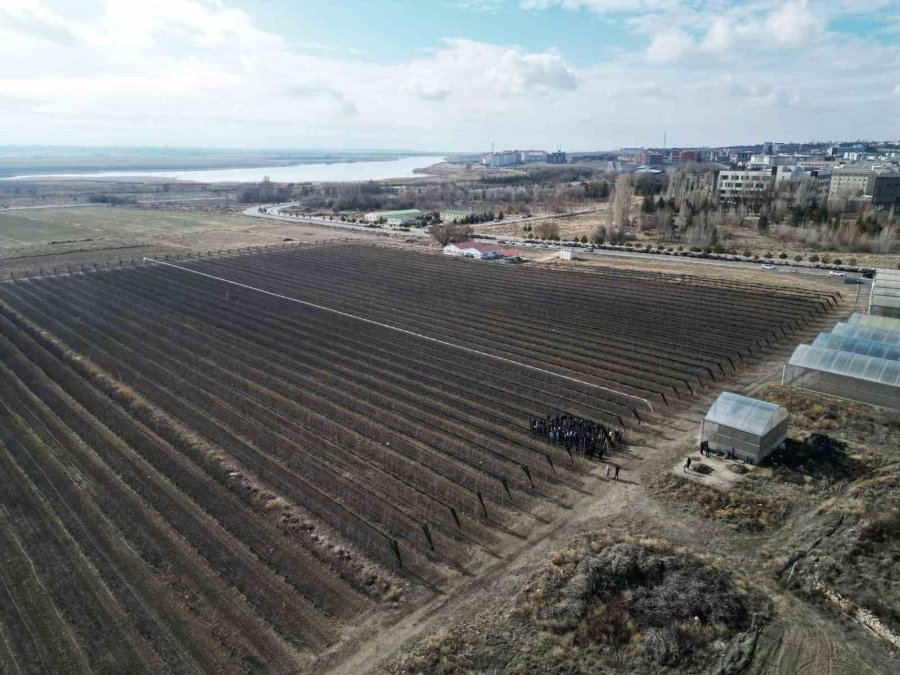 Niğde’de ’meyve Ağacı Budama Eğitimi’ Düzenlendi