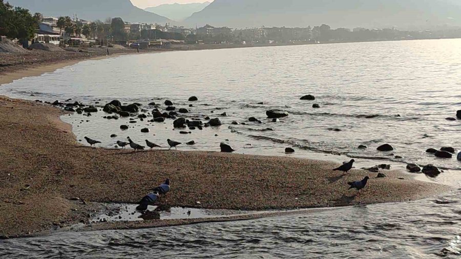 Alanya’da Deniz Suyu 7-8 Metre Çekildi