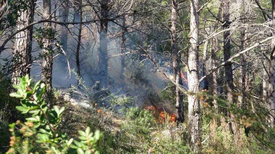 Antalya’da Kopan Yüksek Gerilim Hattı Orman Yangınına Neden Oldu