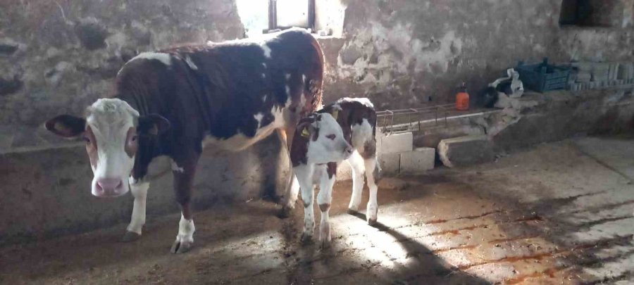 Damızlık Birliği Personelini Kar Durdurmadı, Hizmetler Devam Etti