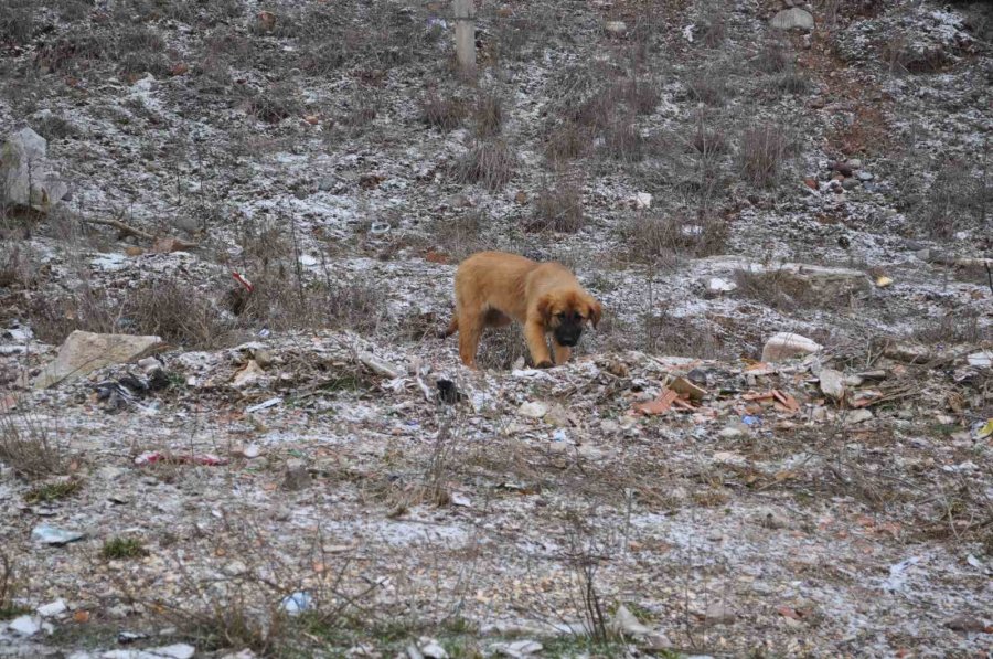 Olumsuz Hava Şartları Sokak Hayvanlarının Yiyecek Bulmasını Zorlaştırdı