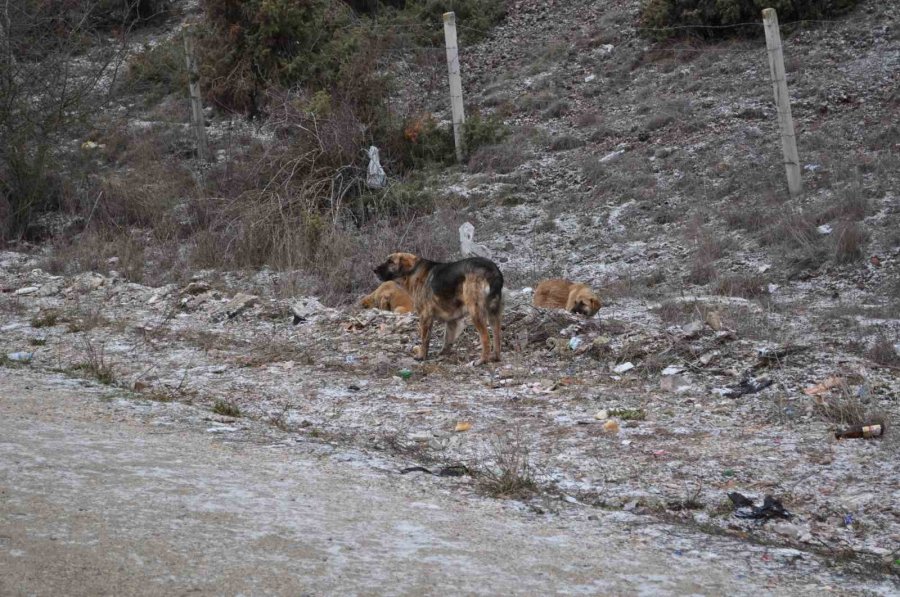 Olumsuz Hava Şartları Sokak Hayvanlarının Yiyecek Bulmasını Zorlaştırdı