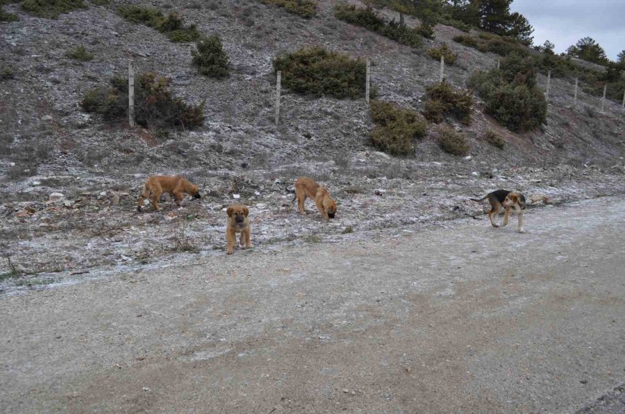 Olumsuz Hava Şartları Sokak Hayvanlarının Yiyecek Bulmasını Zorlaştırdı