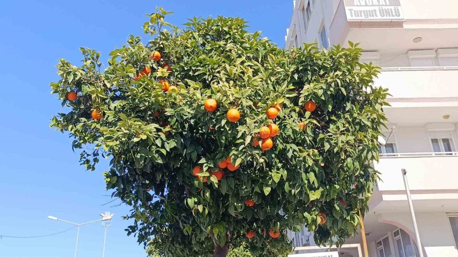 Antalya’da Şiddetli Fırtına Turunçları Dallarından Koparıp Yola Savurdu