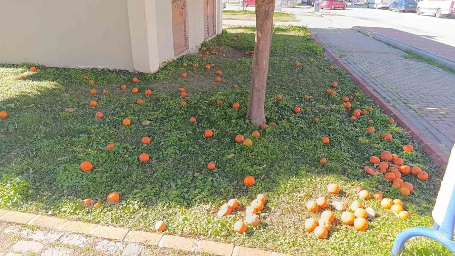 Antalya’da Şiddetli Fırtına Turunçları Dallarından Koparıp Yola Savurdu