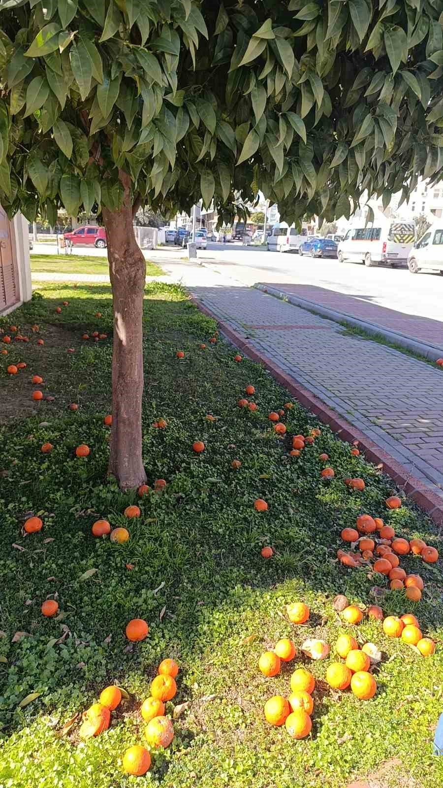 Antalya’da Şiddetli Fırtına Turunçları Dallarından Koparıp Yola Savurdu