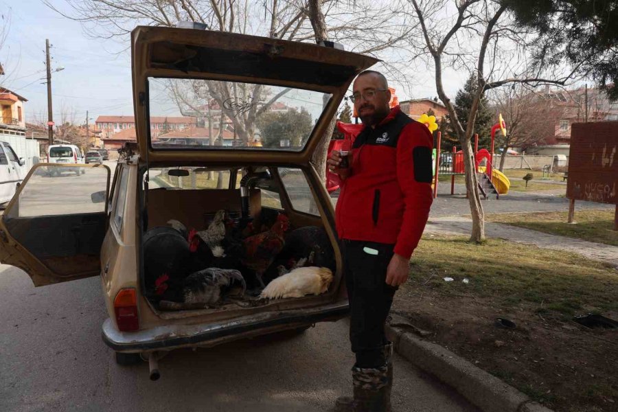 Bu Tavuklar Gerçekten ’geziyor’