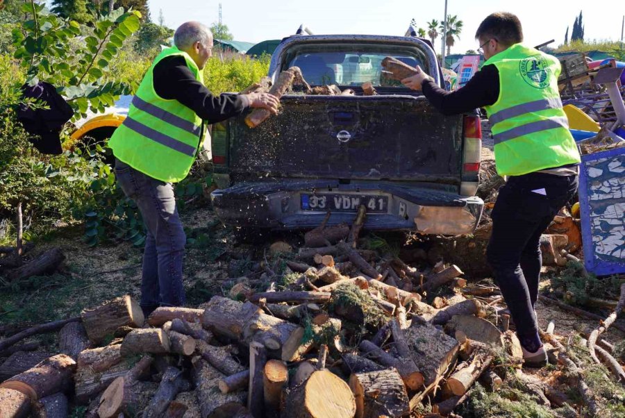 Mersin Erdemli’de Budanan Dallar Odun Oluyor Vatandaşların Evleri Isınıyor