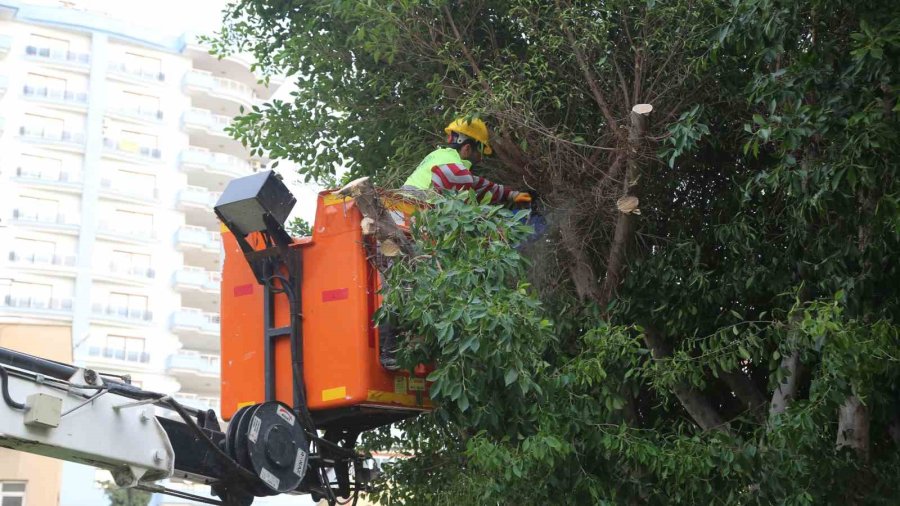 Mersin Erdemli’de Budanan Dallar Odun Oluyor Vatandaşların Evleri Isınıyor