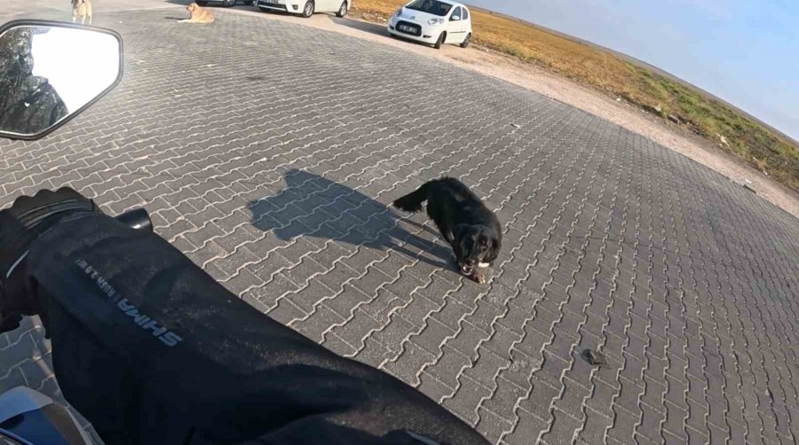 Seyir Halindeki Motosiklete 3 Başıboş Köpeğin Saldırı Anı Kask Kamerasına Yansıdı