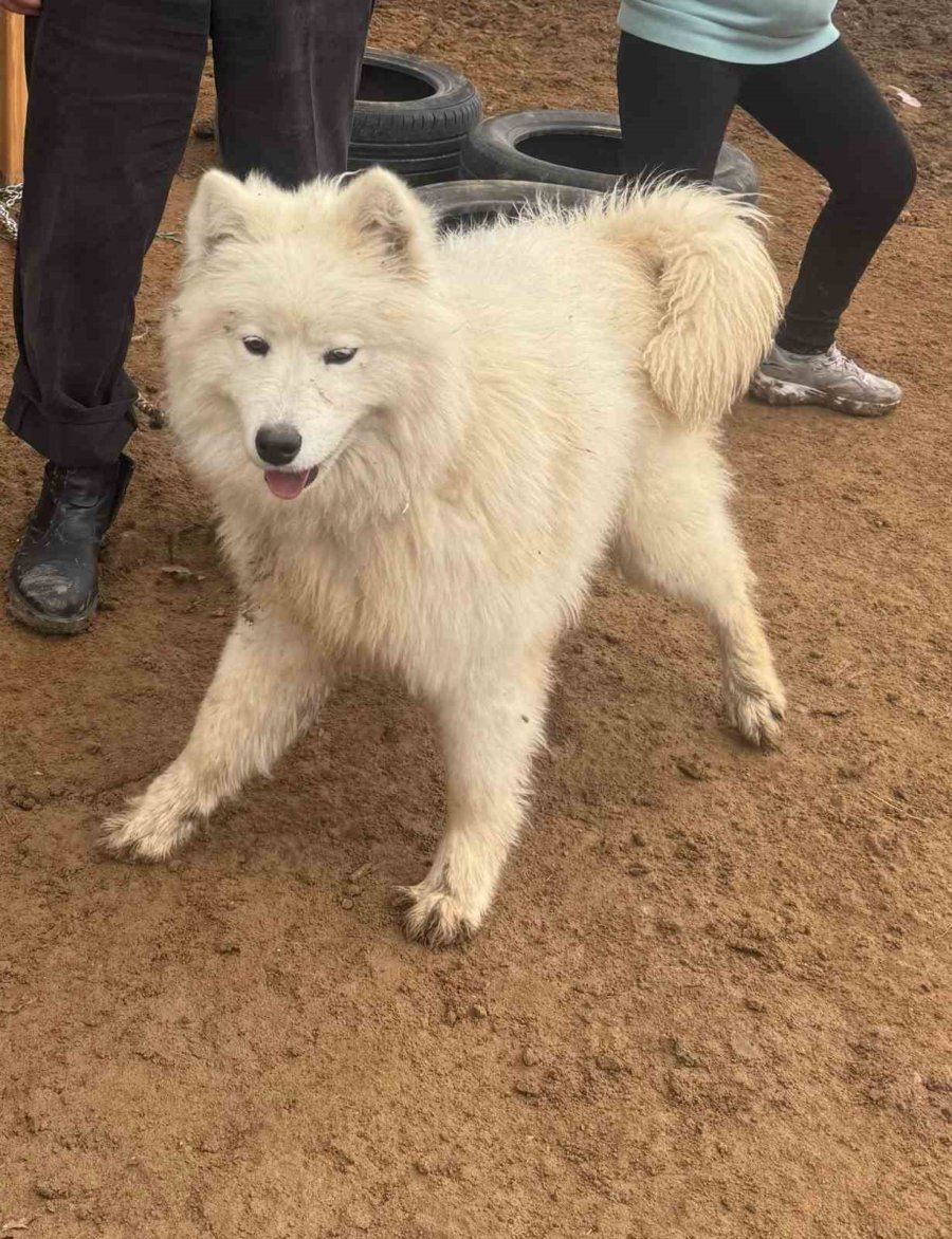 Köpeğini Bulana 50 Bin Tl Vereceğini Duyuran Adamın Peşini Dolandırıcılar Bırakmıyor