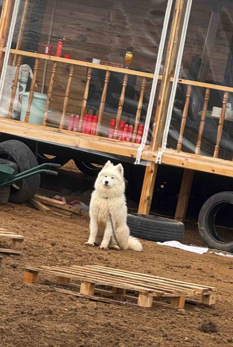 Köpeğini Bulana 50 Bin Tl Vereceğini Duyuran Adamın Peşini Dolandırıcılar Bırakmıyor