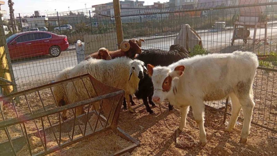 Danayı Bile Otomobille Çalmışlar: Yakalanan 3 Hırsız Tutuklandı