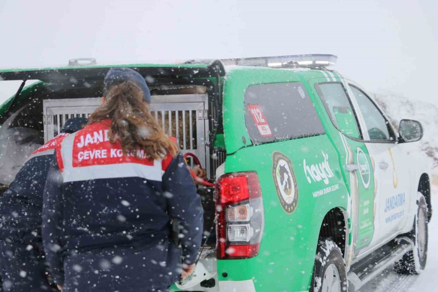 Jandarma Zorlu Kış Şartlarında Hayvanları Yalnız Bırakmıyor