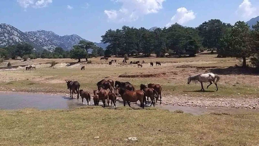 90 Bin Dönüm Ovanın Sahipleri Hiç Bu Kadar Kalabalık Görülmedi