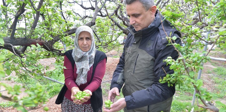 Orköy Desteğinde Üretilen Eriklerin Hasadı Yapıldı