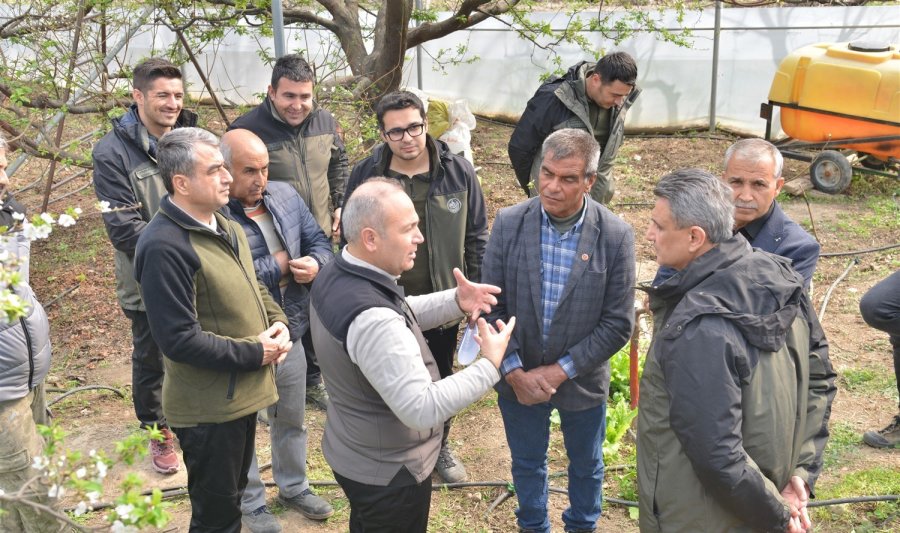 Orköy Desteğinde Üretilen Eriklerin Hasadı Yapıldı