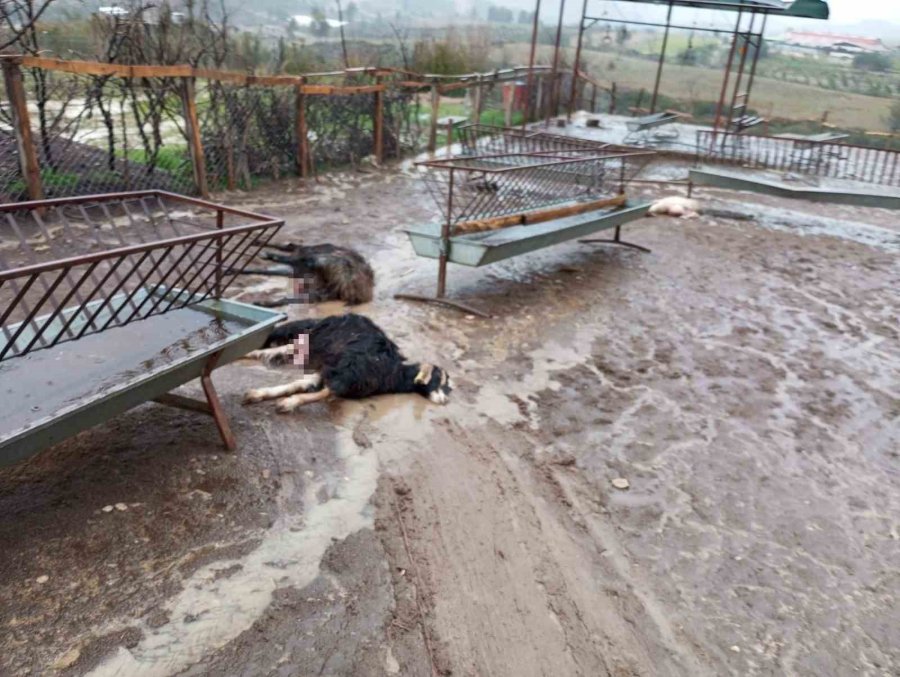 Bir Ayda İkinci Kez Köpekler Ağılına Saldırdı, Bu Kez 37 Küçükbaş Hayvan Telef Oldu