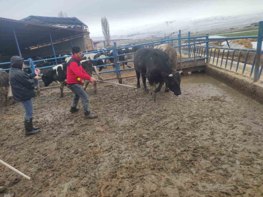 Ereğli’de Şap Hastalığına Karşı Mücadele Sürüyor