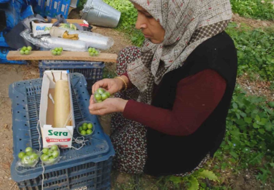 Türkiye’de En Erken Erik Hasadının Yapıldığı Mersin, Seralarıyla İhracat Talebine Yetişemiyor