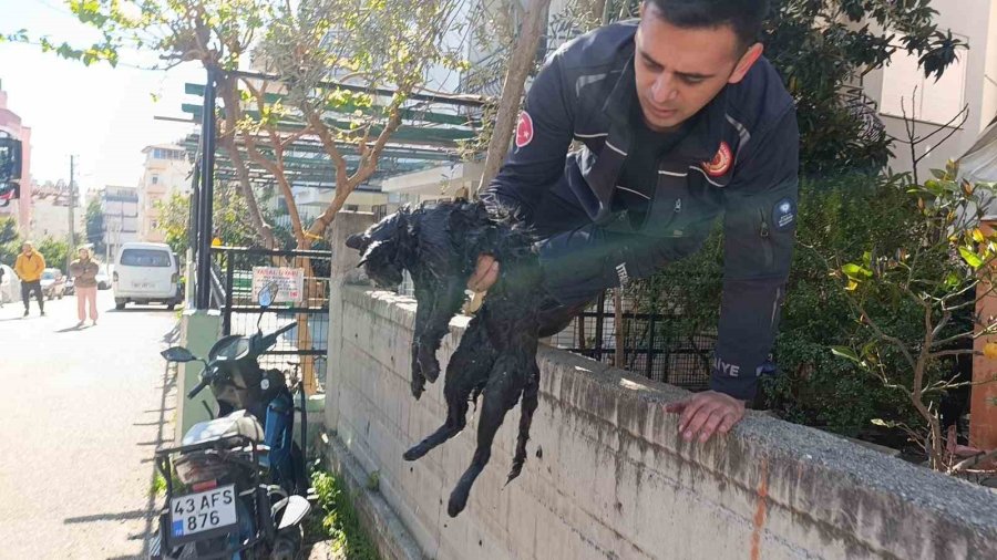 Ev Yangınında 2 Kişi Çatıdan Kurtarıldı, Yanan Kedilere Oksijen Maskesiyle Müdahale Edildi