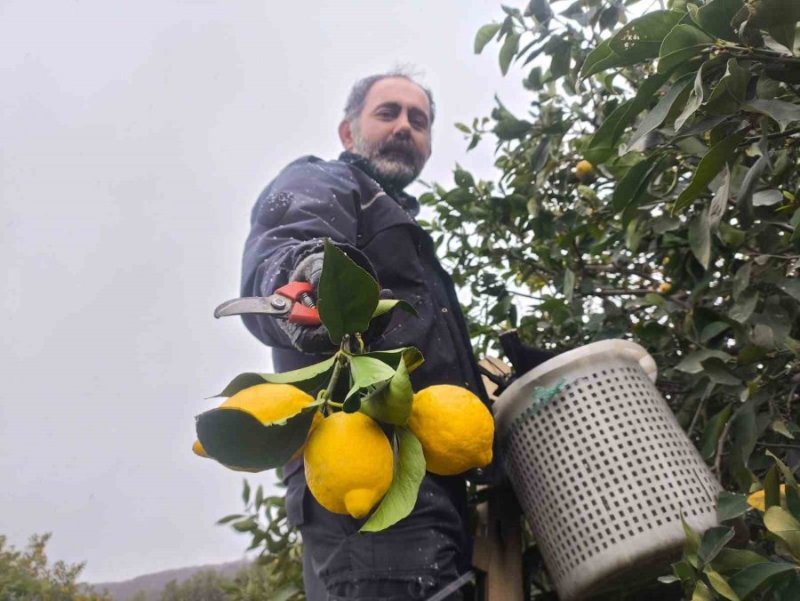 Mersin’de Kar Altında Limon Hasadı