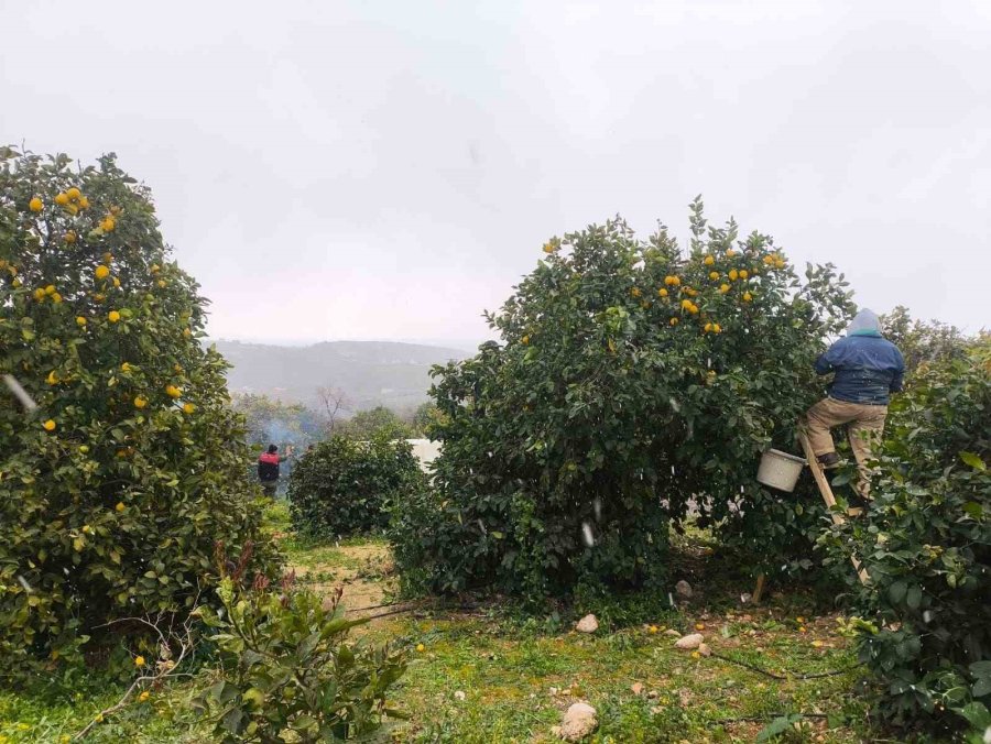 Mersin’de Kar Altında Limon Hasadı