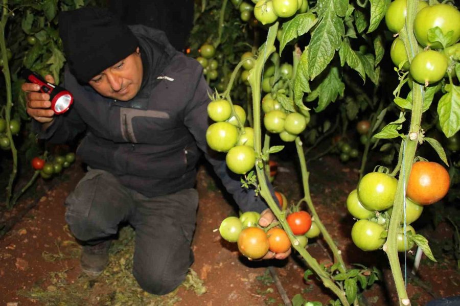 Türkiye’nin Örtü Altı Üretim Merkezi Mersin’de Zirai Don Nöbeti Başladı