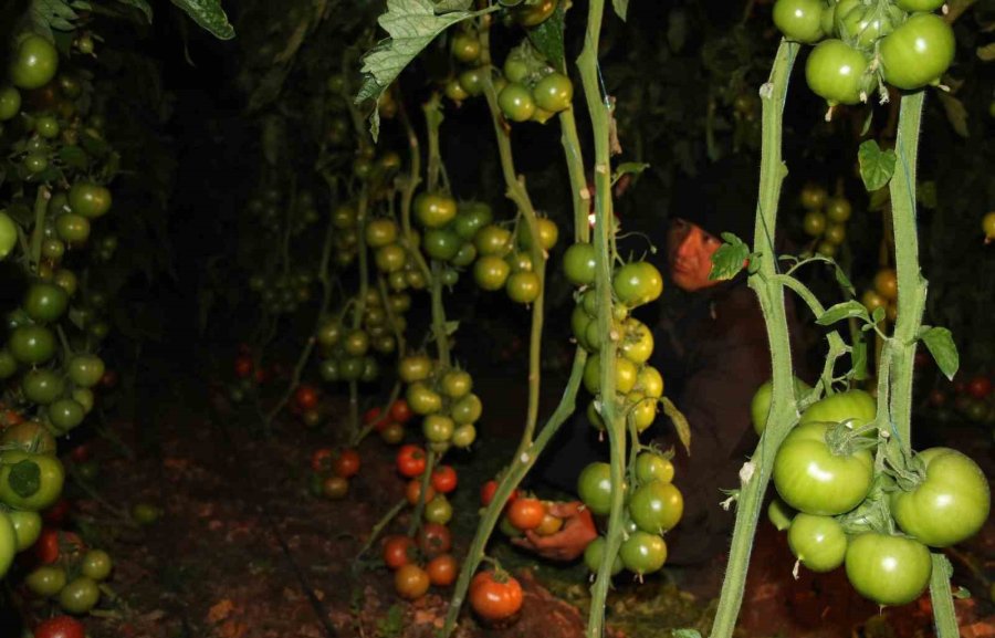 Türkiye’nin Örtü Altı Üretim Merkezi Mersin’de Zirai Don Nöbeti Başladı