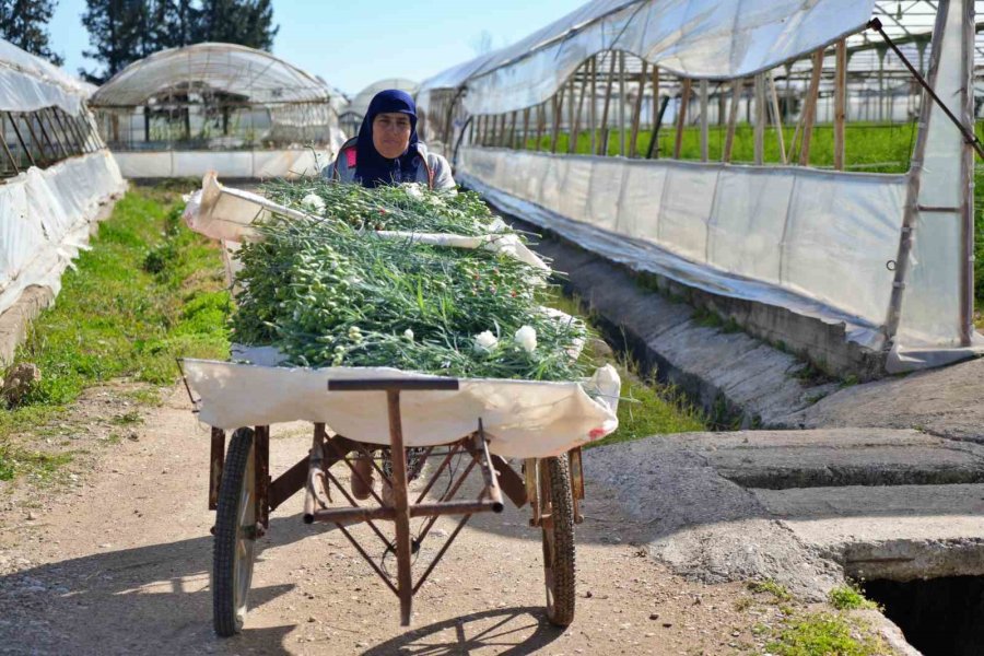 Kadınlar Günü’ne Özel 80 Milyon Dal Karanfil İhracatından 10 Milyon Dolarlık Beklenti