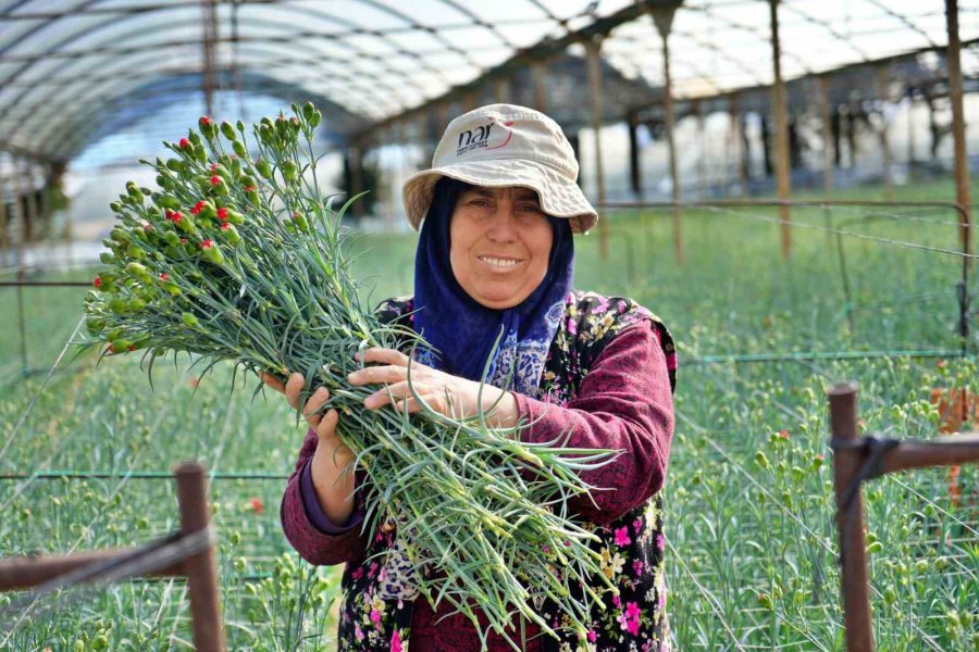 Kadınlar Günü’ne Özel 80 Milyon Dal Karanfil İhracatından 10 Milyon Dolarlık Beklenti