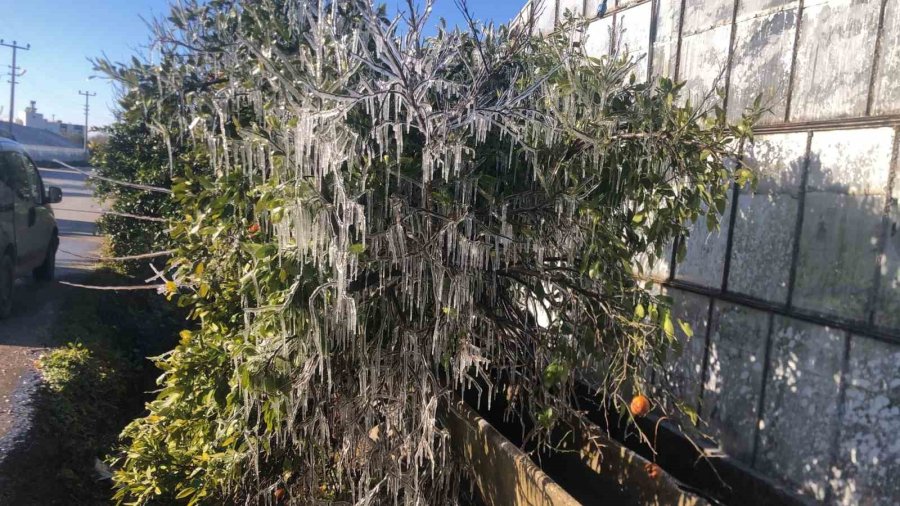 Antalya’da Dondurucu Soğukta Seralarda Zirai Don Nöbeti