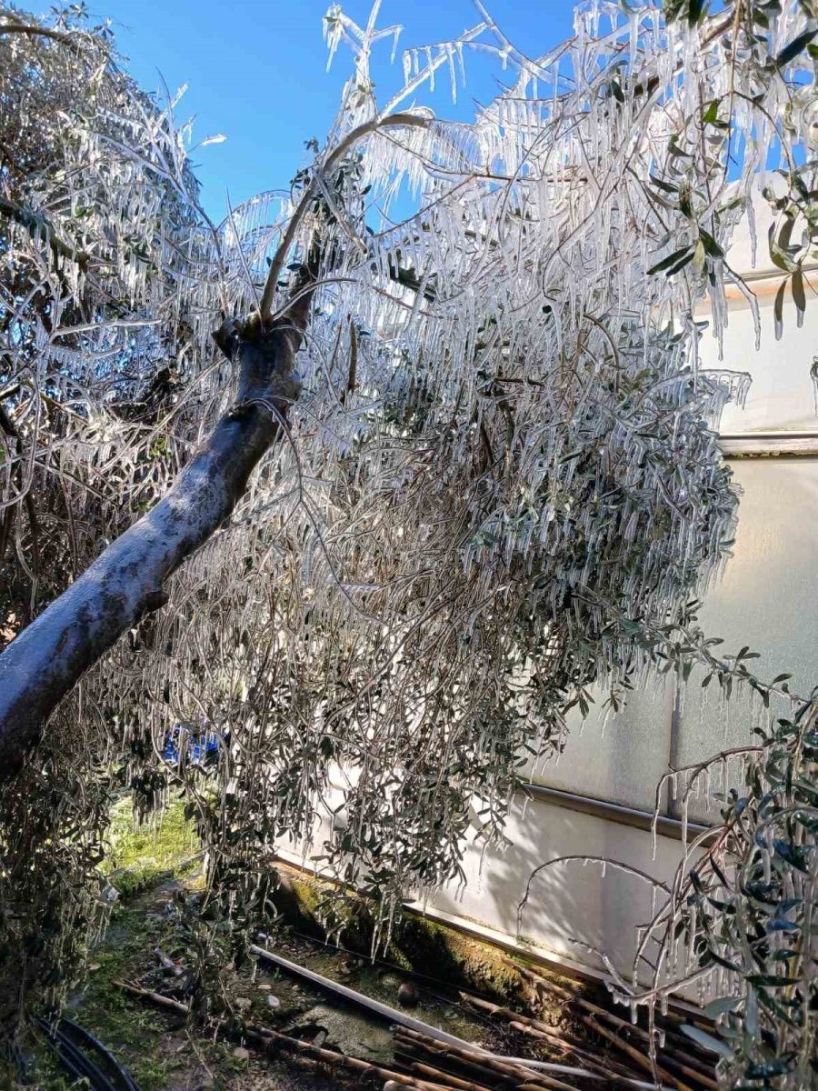 Antalya’da Dondurucu Soğukta Seralarda Zirai Don Nöbeti