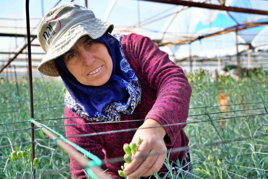 Kadınlar Günü’ne Özel 80 Milyon Dal Karanfil İhracatından 10 Milyon Dolarlık Beklenti