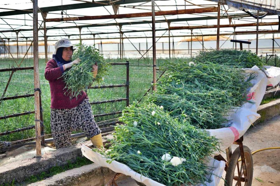 Kadınlar Günü’ne Özel 80 Milyon Dal Karanfil İhracatından 10 Milyon Dolarlık Beklenti