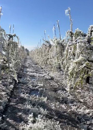 Mersin’de Şeftali Ağaçları Buz Tuttu