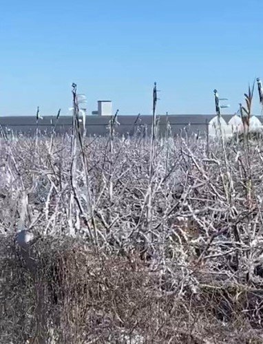 Mersin’de Şeftali Ağaçları Buz Tuttu