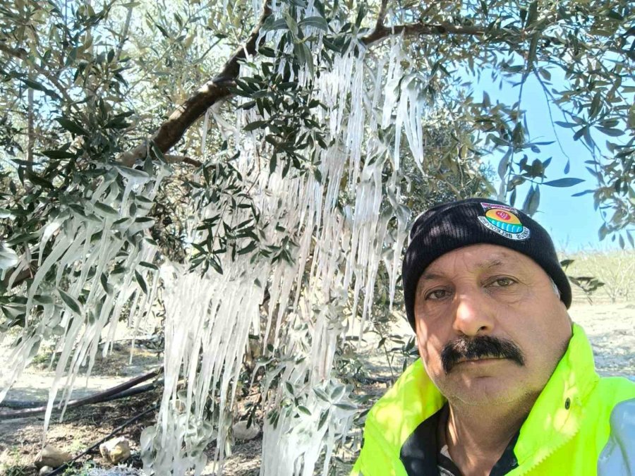 Çiftçi Ağaçlardaki Buz Sarkıtlarını Görünce Şaştı Kaldı