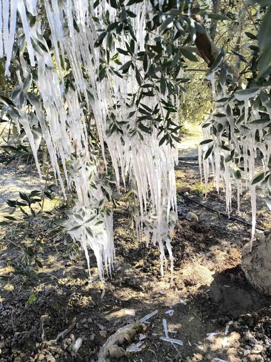 Tarsus’ta Ağaçlarda Buz Sarkıtları Oluştu